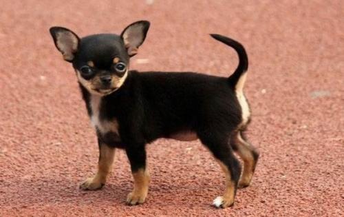 十种最省心的小型犬，长不大的宠物狗