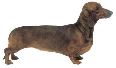 十种最省心的小型犬，长不大的宠物狗