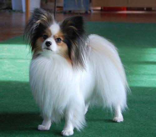 十种最省心的小型犬，长不大的宠物狗