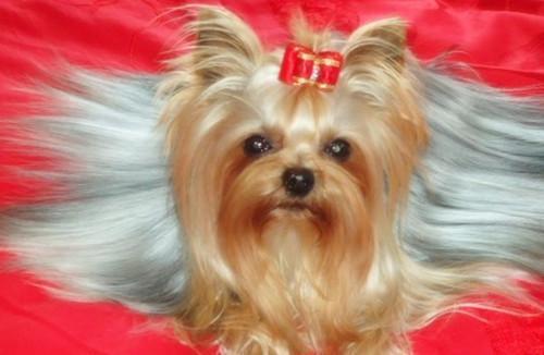 十种最省心的小型犬，长不大的宠物狗