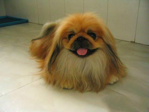 十种最省心的小型犬，长不大的宠物狗