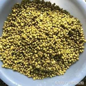 绿豆丸子的做法和配方，绿豆丸子新做法（绿豆丸子怎么做又脆又香）