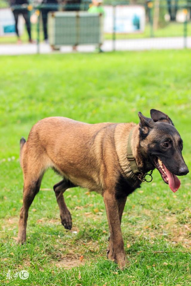 比利时牧羊犬玛利诺犬，玛利诺犬才艺爆棚