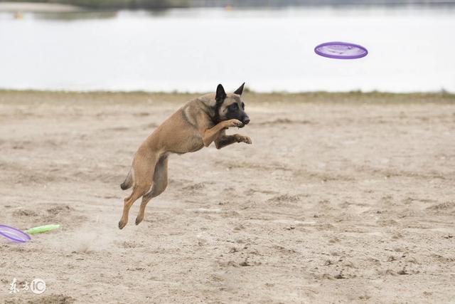 比利时牧羊犬玛利诺犬，玛利诺犬才艺爆棚