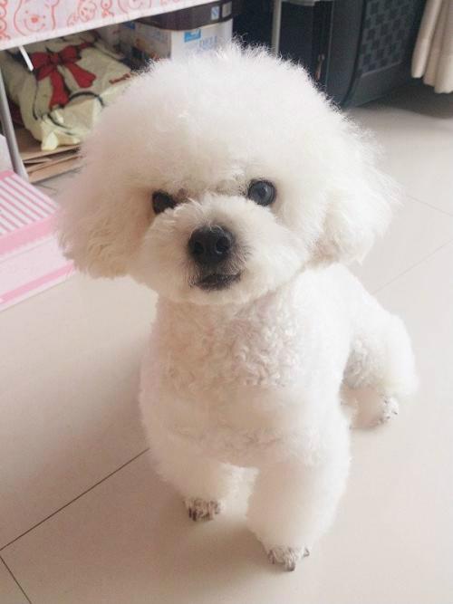 十种最省心的小型犬，长不大的宠物狗