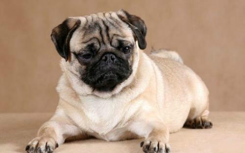 十种最省心的小型犬，长不大的宠物狗