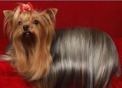 十种最省心的小型犬，长不大的宠物狗