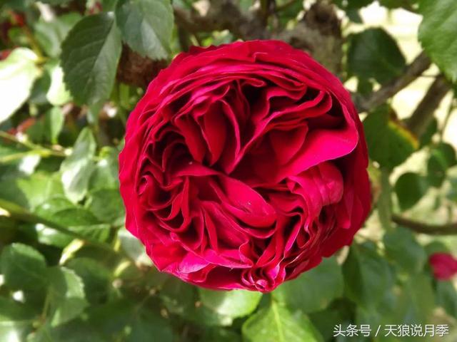 红色龙沙宝石能长多长，到底是什么宝石