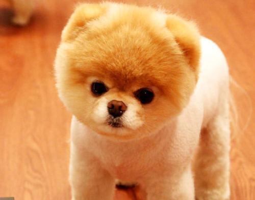 十种最省心的小型犬，长不大的宠物狗