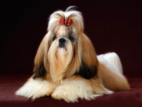 十种最省心的小型犬，长不大的宠物狗