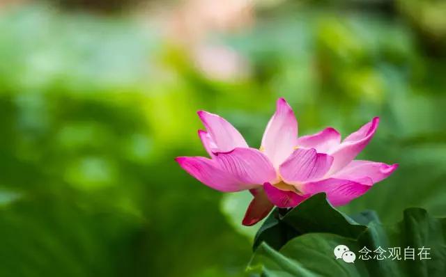 八关斋戒最重要的四点，有条件的话最好住在寺院里