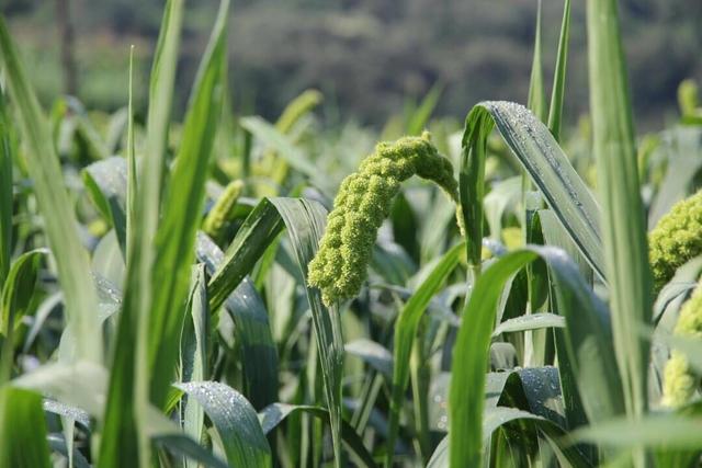 禾苗的禾怎么写，禾苗的禾怎么写才好