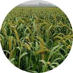 禾苗的禾怎么写，禾苗的禾怎么写才好