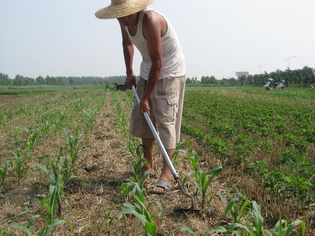 禾苗的禾怎么写，禾苗的禾怎么写才好