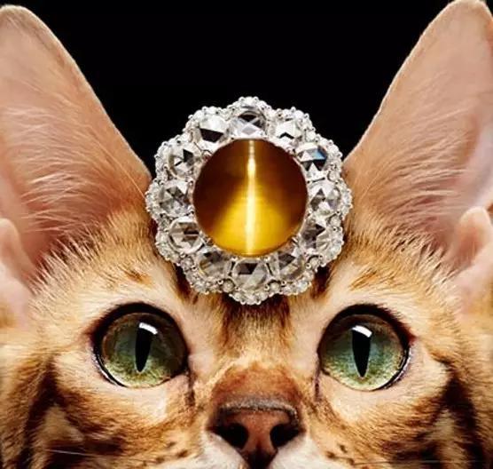 猫眼石图片及价格，猫眼石有几种颜色哪种最贵（猫眼石的价格是多少）