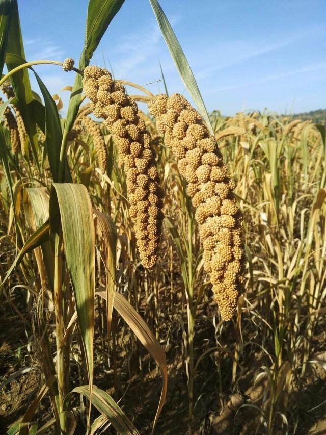 禾苗的禾怎么写，禾苗的禾怎么写才好