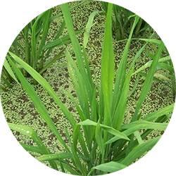 禾苗的禾怎么写，禾苗的禾怎么写才好