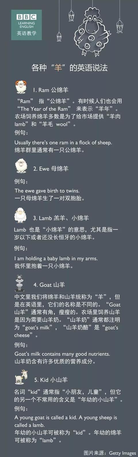 英语羊的单词，各种羊的英语说法