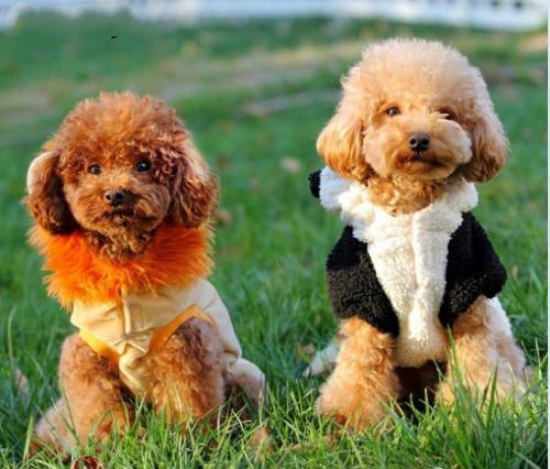 十种最省心的小型犬，长不大的宠物狗