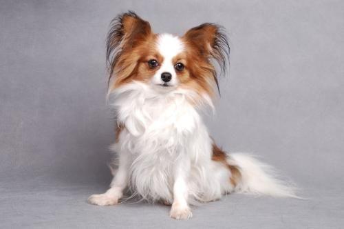 十种最省心的小型犬，长不大的宠物狗