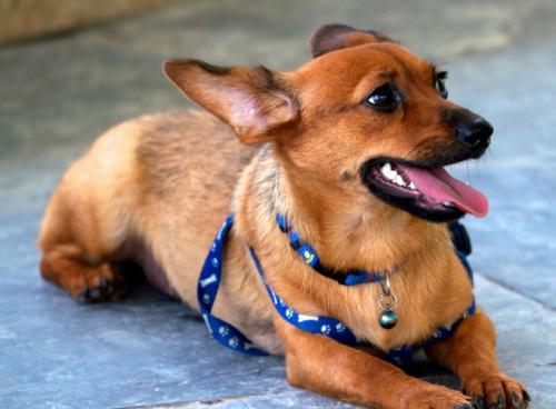 十种最省心的小型犬，长不大的宠物狗