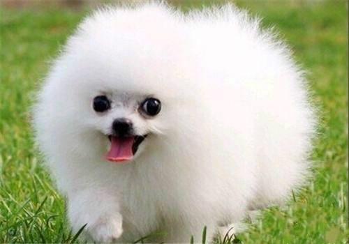 十种最省心的小型犬，长不大的宠物狗