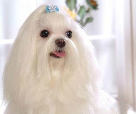 十种最省心的小型犬，长不大的宠物狗