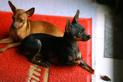 十种最省心的小型犬，长不大的宠物狗