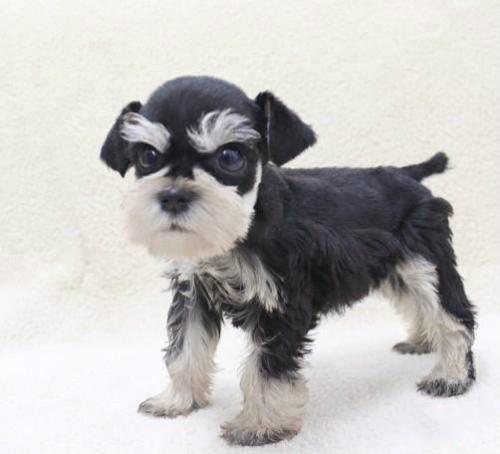 十种最省心的小型犬，长不大的宠物狗