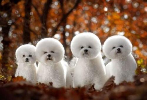 十种最省心的小型犬，长不大的宠物狗