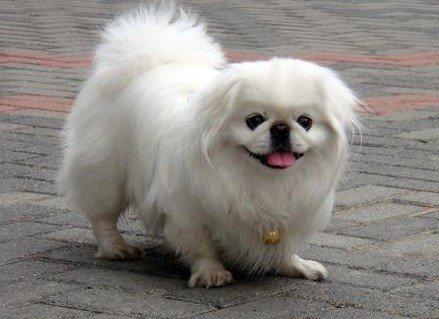 十种最省心的小型犬，长不大的宠物狗