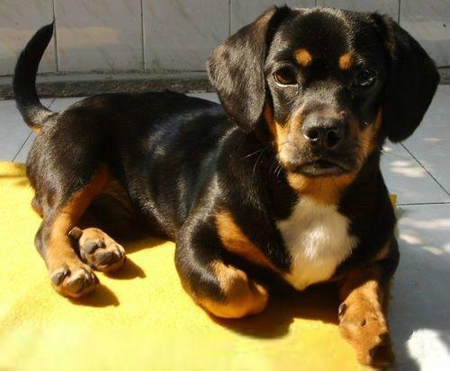 十种最省心的小型犬，长不大的宠物狗