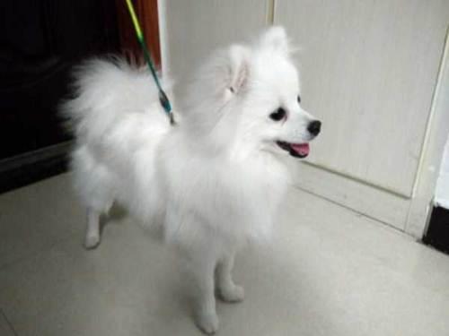 十种最省心的小型犬，长不大的宠物狗