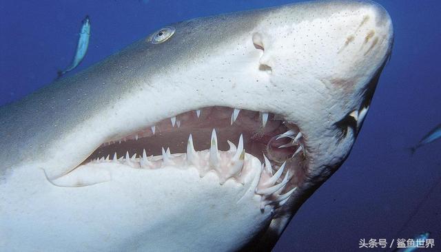 鲨鱼的身体长啥样，鲨鱼身上的秘密