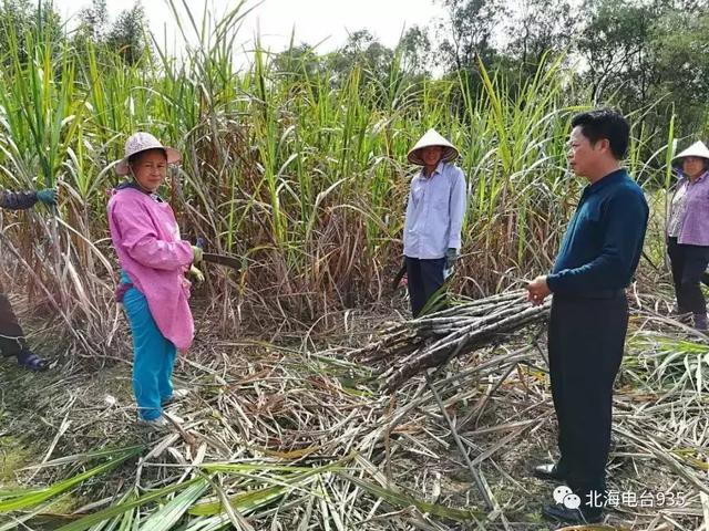 北海空气质量，北海2023年02月02日天气预报