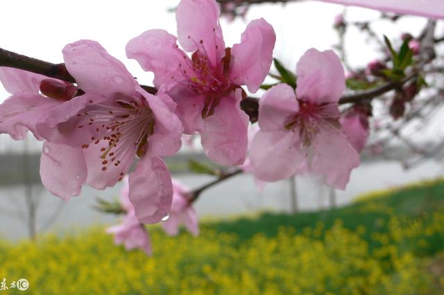 东莞百花洲旅游景点，机动项目无限次玩