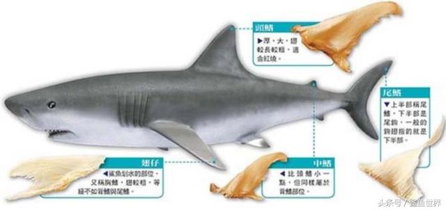 鲨鱼的身体长啥样，鲨鱼身上的秘密