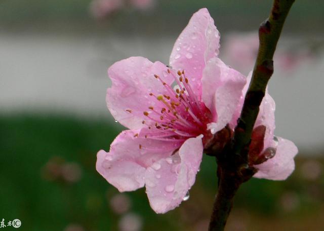 东莞百花洲旅游景点，机动项目无限次玩
