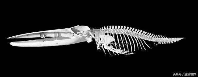 鲨鱼的身体长啥样，鲨鱼身上的秘密