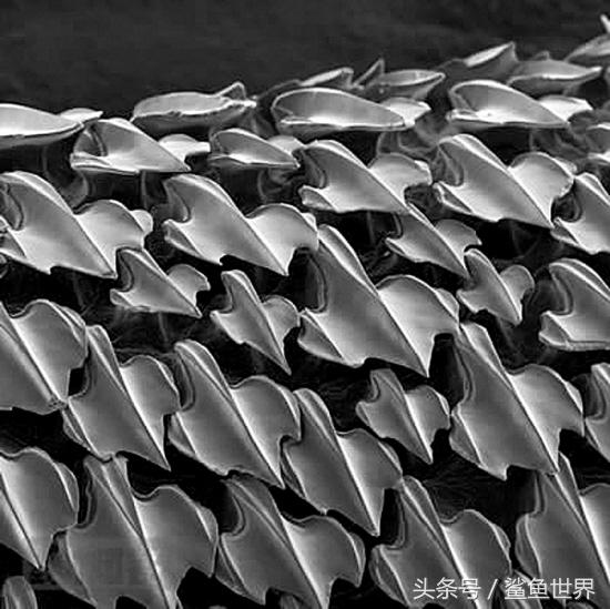 鲨鱼的身体长啥样，鲨鱼身上的秘密