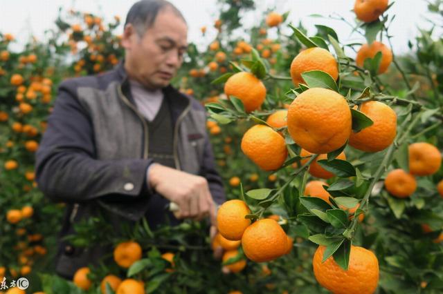 抚州景点特产排名，大觉山主要展现的风情是佛教文化的大公园