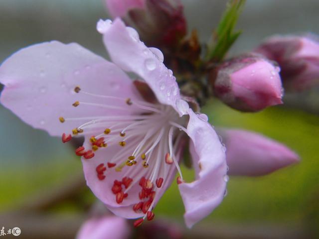 东莞百花洲旅游景点，机动项目无限次玩