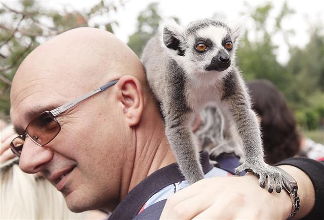 12个黑白相间圆环长尾巴的狐猴，短耳狐猴