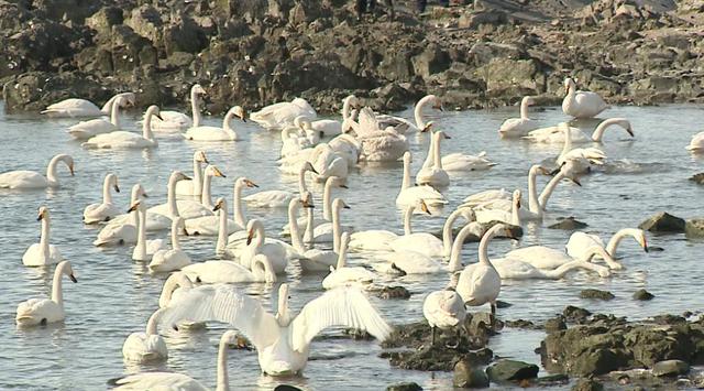 大年初六看天鹅，44秒天鹅叫声堪比鞭炮声