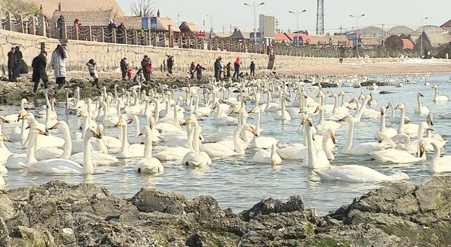 大年初六看天鹅，44秒天鹅叫声堪比鞭炮声