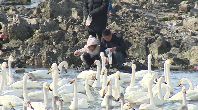 大年初六看天鹅，44秒天鹅叫声堪比鞭炮声