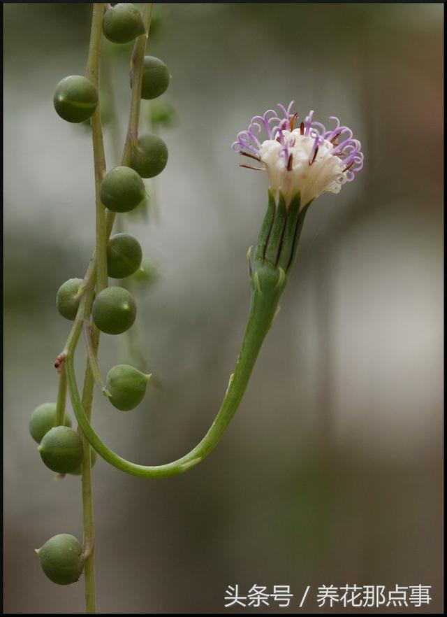 五种适合居家养护的漂亮花，这13种可以垂吊的花你养好了