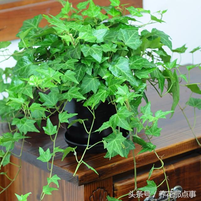 五种适合居家养护的漂亮花，这13种可以垂吊的花你养好了