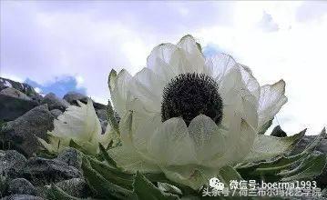 情人节要送什么礼物情人节到了，送你69种花，69种爱~