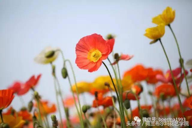 情人节要送什么礼物情人节到了，送你69种花，69种爱~